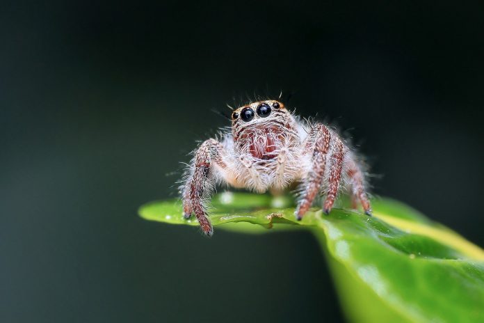 Spider