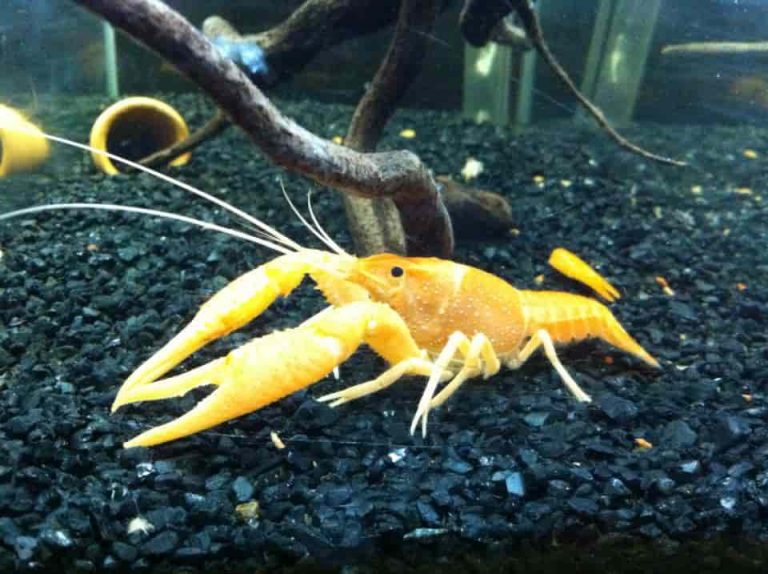 ทาความรู้จักกุ้งก้ามแดง สัตว์เศรษฐกิจตัวใหม่กันเถอะ