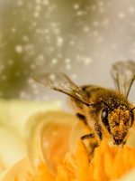 Bee