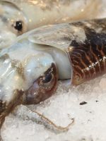 Cuttlefish