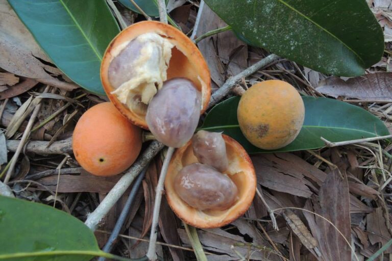 กระดอเย็น