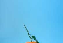 ประโยชน์ของส้ม: ผลไม้สุขภาพดีที่ควรทานทุกวัน